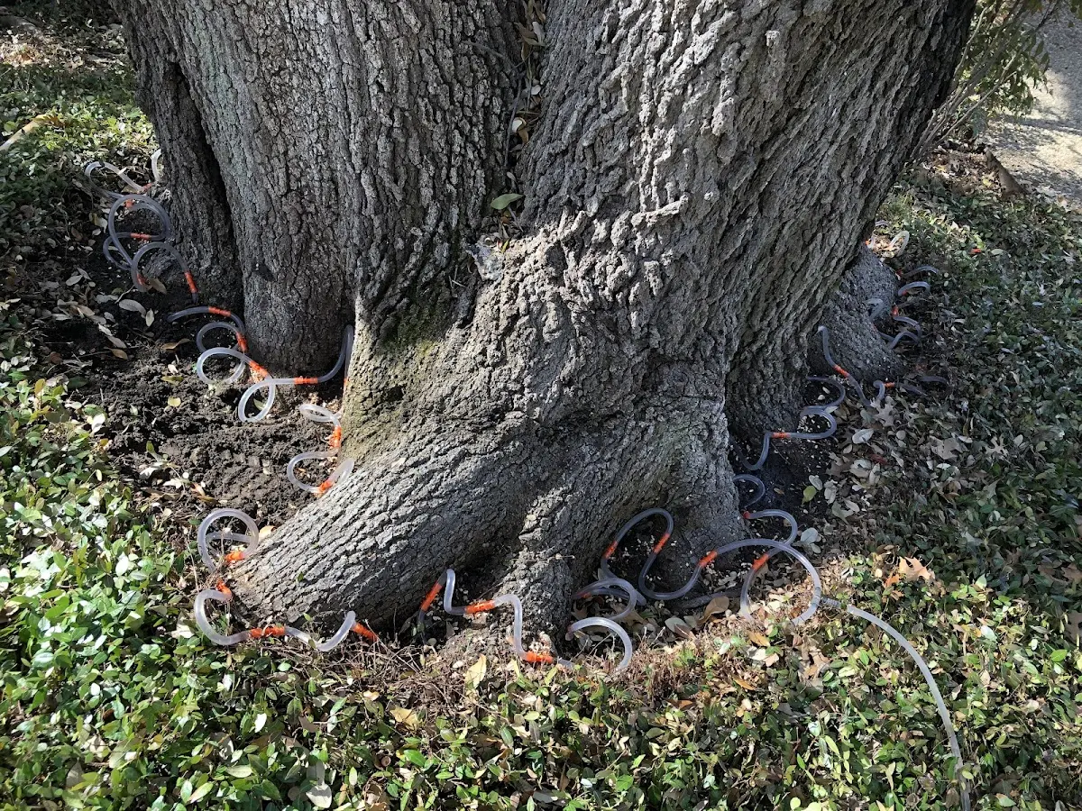 Detailed Tree Cabling and Bracing job site in Barnum