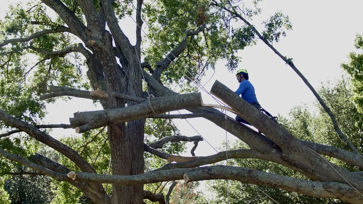 Professional Crown Thinning performed by certified arborists in Barnum